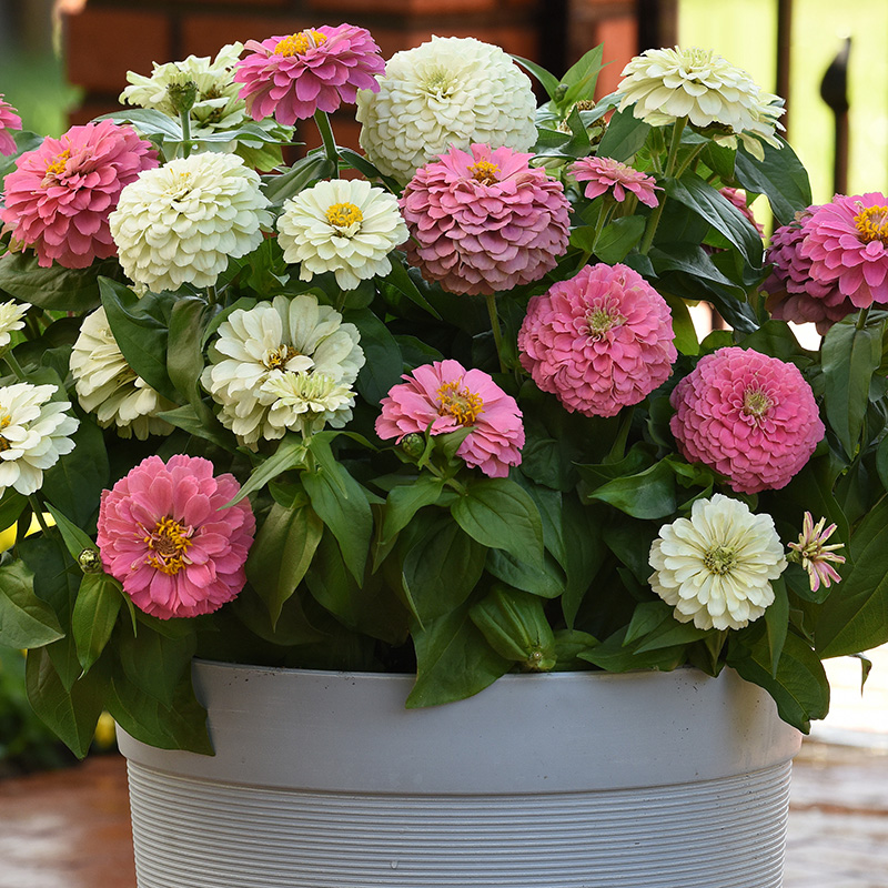 ZINNIA ELEGANT SOFT MIXTURE