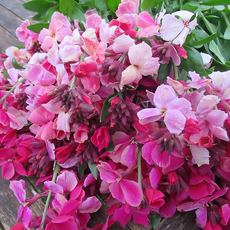 WALLFLOWER AURORA
