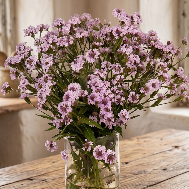VERBENA POLARIS PEARL