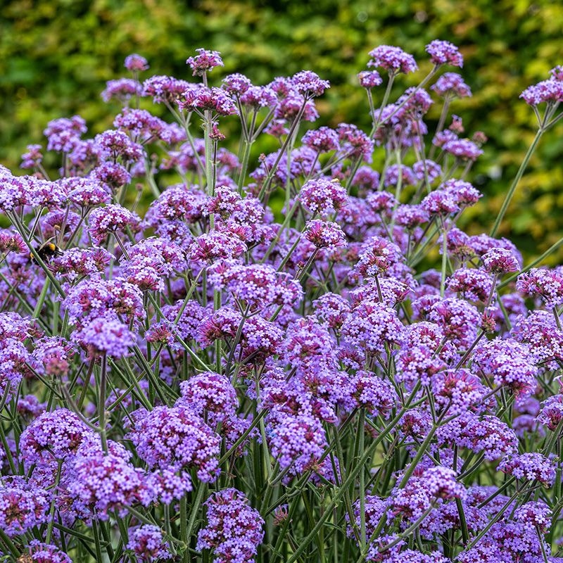 VERBENA FLAIR