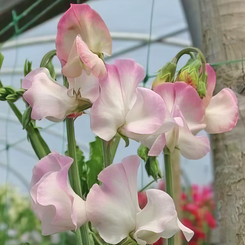 SWEET PEA HIGH SOCIETY