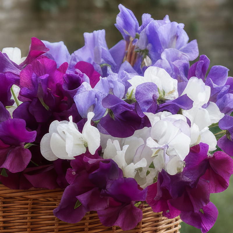 SWEET PEA MISTY MOUNTAINS