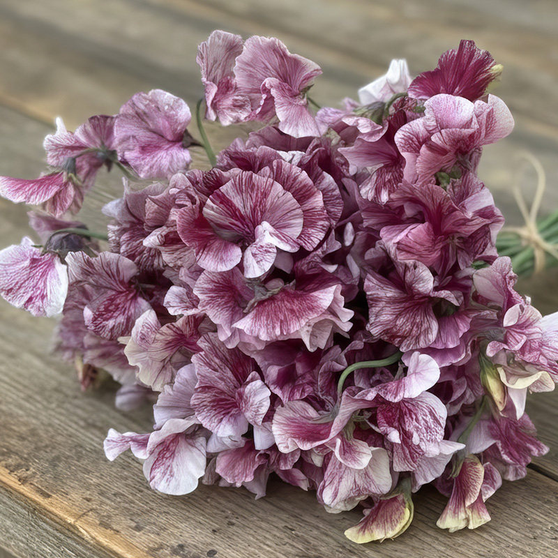 SWEET PEA CHOCOLATE FLAKE