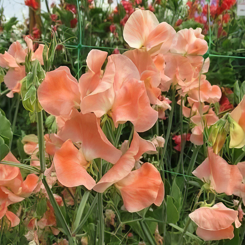 SWEET PEA APRICOT QUEEN