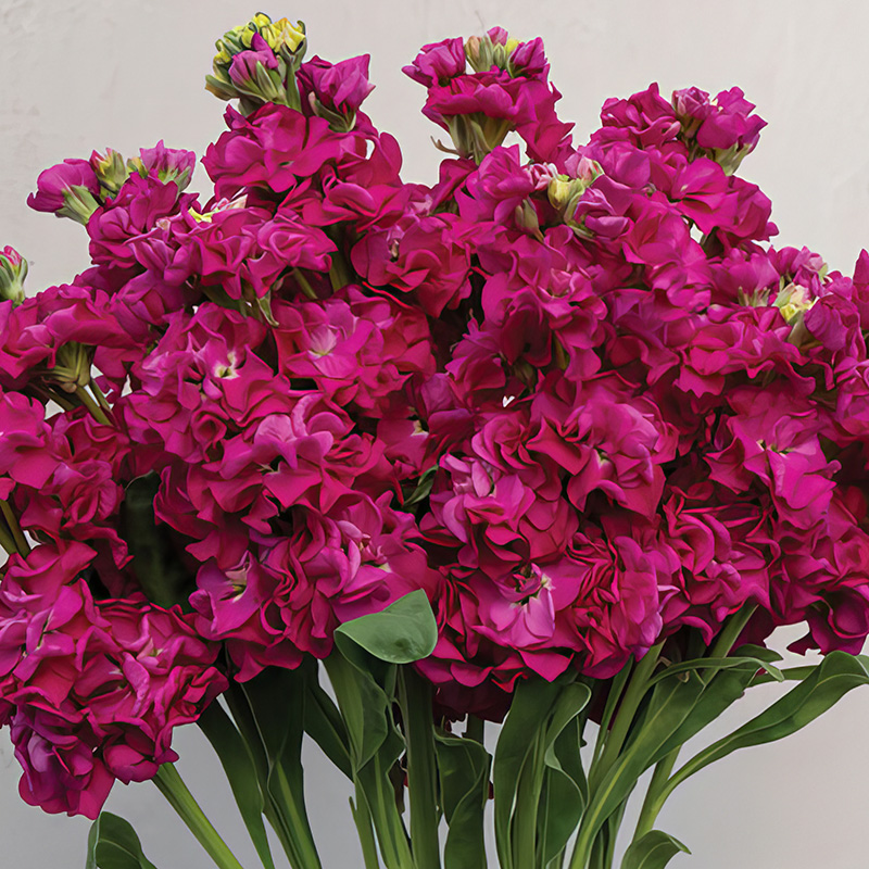 STOCKS STOX ROMANCE DEEP ROSE