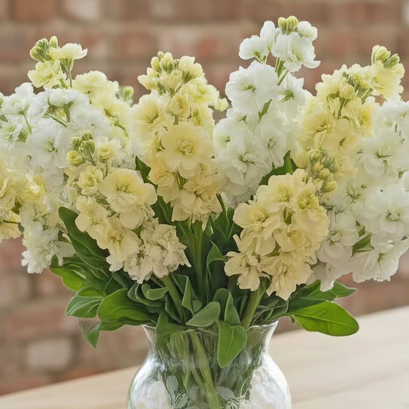 STOCKS STOX ROMANCE VANILLA SNOW
