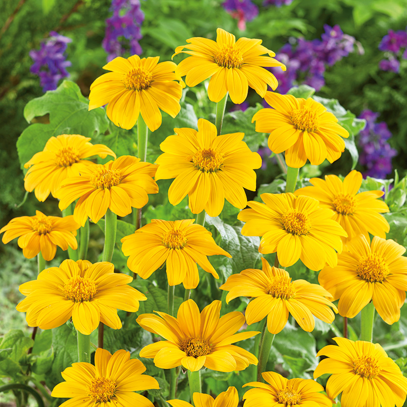 TITHONIA TORCH YELLOW