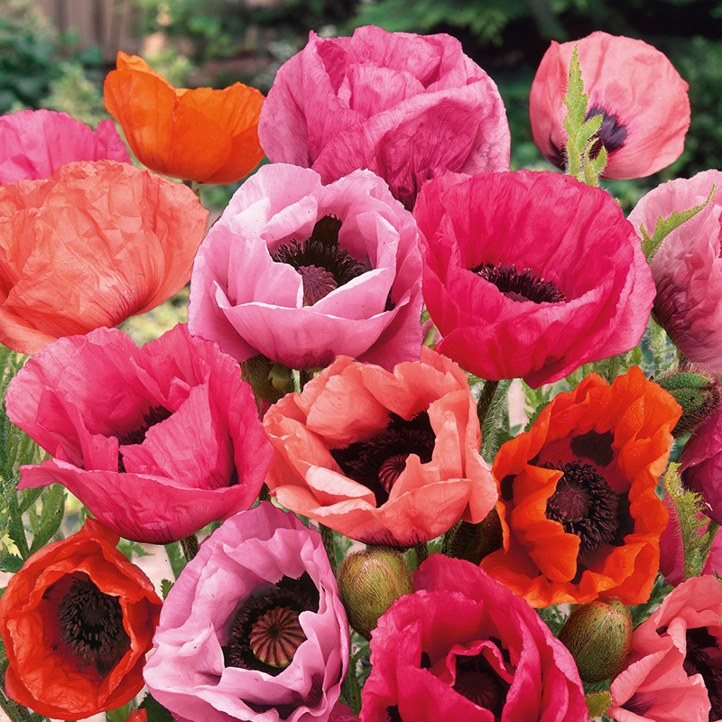 PAPAVER FRUIT PUNCH MIXED
