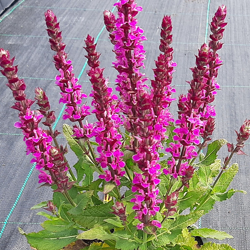 SALVIA NEW DIMENSION ROSE