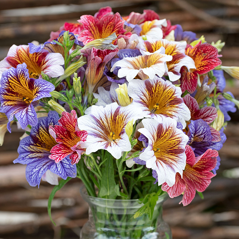 SALPIGLOSSIS TORA STARING EYES MIXED