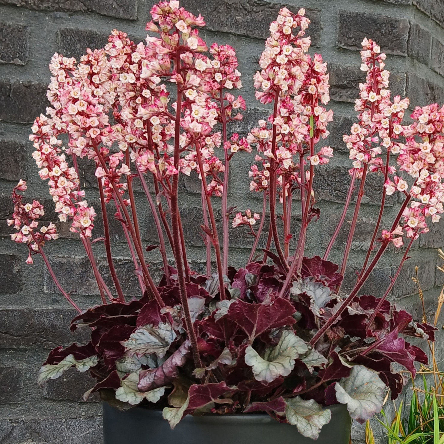 HEUCHERA HEUCHERETTE PINK