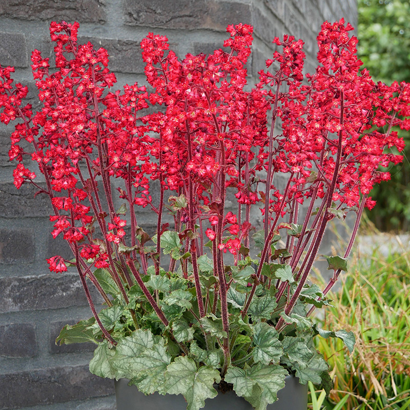 HEUCHERA HEUCHERETTE RED