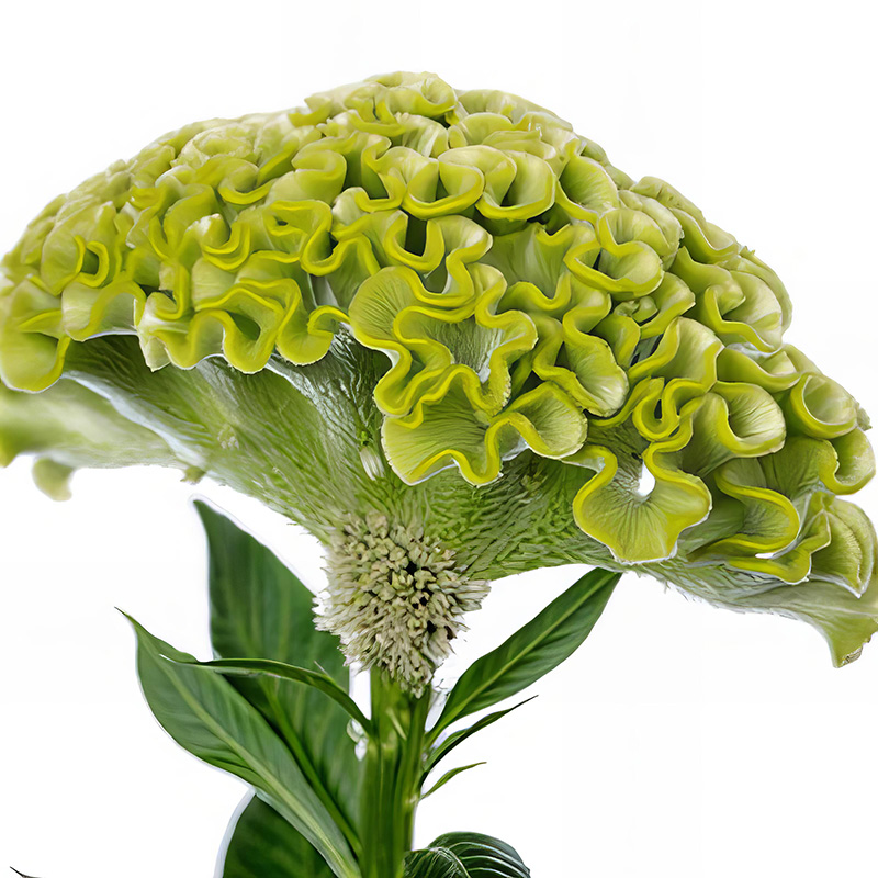 CELOSIA ACT VERDE