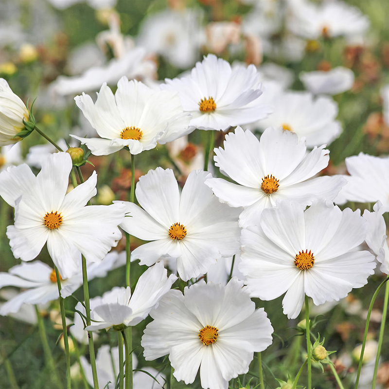 COSMOS LUCINDA