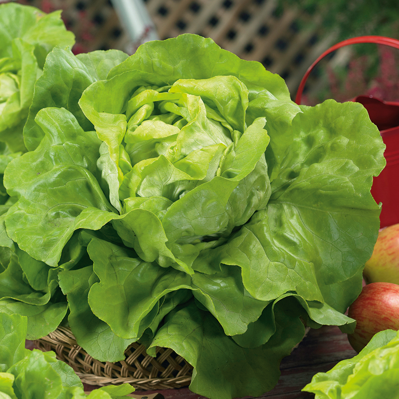 LETTUCE SMARAGDUS