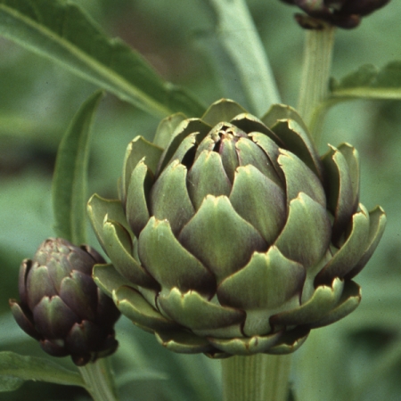 ARTICHOKE IMPERIAL STAR