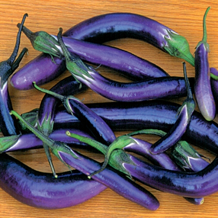 AUBERGINE PINGTUNG LONG