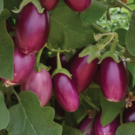 AUBERGINE SUMATRA F1