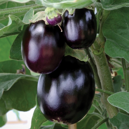 AUBERGINE JACKPOT F1
