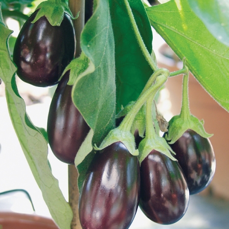 AUBERGINE OPHELIA F1