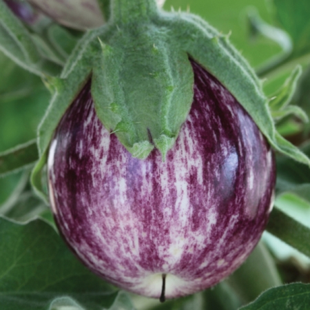 AUBERGINE PINSTRIPE F1