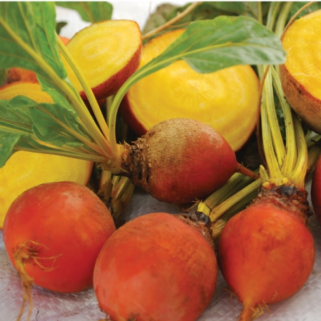 BEETROOT BURPEE'S GOLDEN