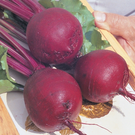 BEETROOT BOLTARDY