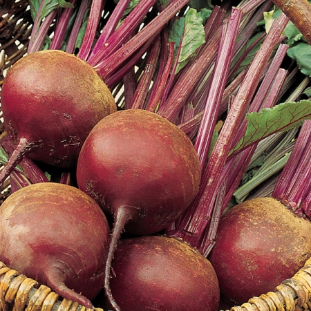 BEETROOT DETROIT BOLIVAR