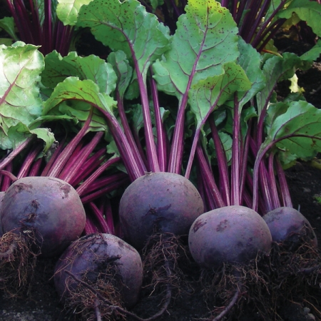 BEETROOT RHONDA F1