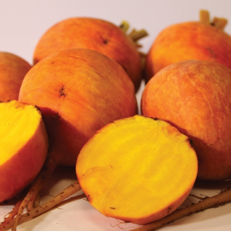 BEETROOT BOLDOR