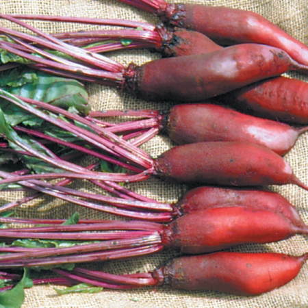 BEETROOT CYLINDRA