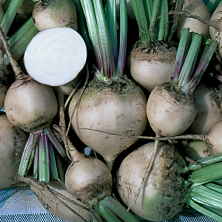 BEETROOT BLANKOMA