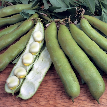 BROAD BEAN AQUADULCE CLAUDIA