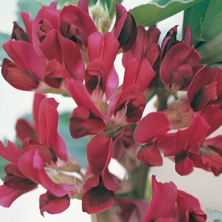 BROAD BEAN CRIMSON FLOWERED