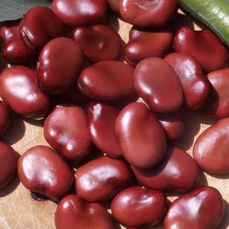 BROAD BEAN RED EPICURE