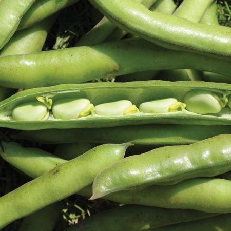 BROAD BEAN MONICA