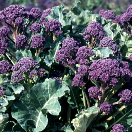 BROCCOLI RUDOLPH