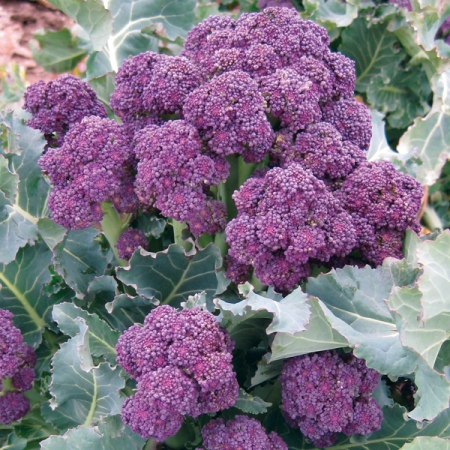 BROCCOLI PURPLE SPROUTING RIOJA F1