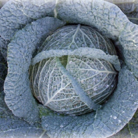 CABBAGE SAVOY BARBOSA F1