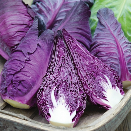 CABBAGE KALIBOS IMPROVED