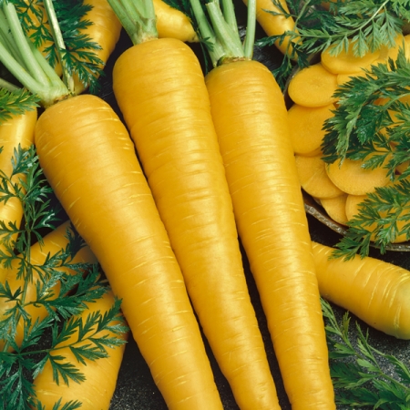 CARROT YELLOWSTONE