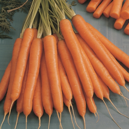 CARROT MOKUM F1