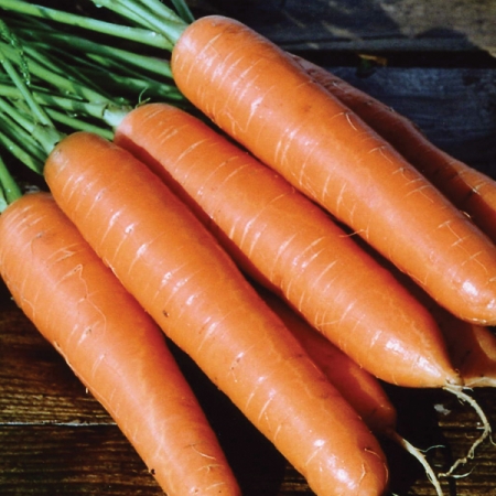 CARROT ESKIMO F1