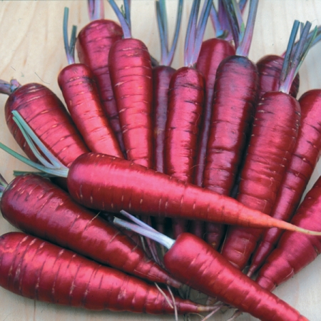 CARROT PURPLE DRAGON