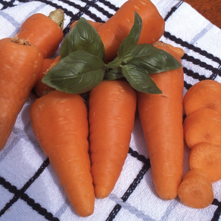 CARROT CHANTENAY ROYAL