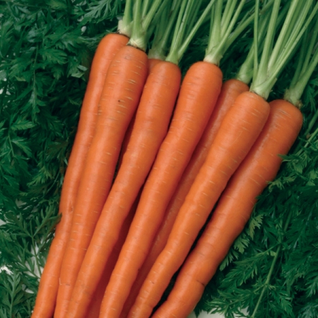 CARROT SUGAR SNAX F1