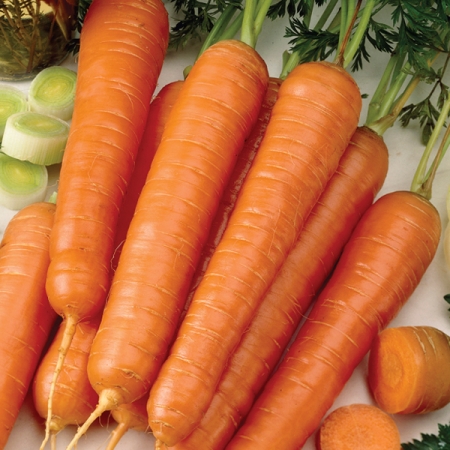 CARROT MAESTRO F1