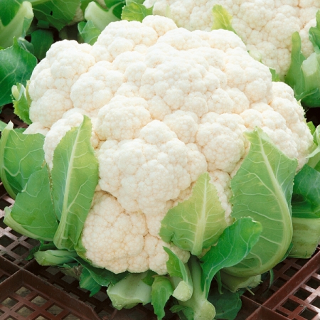 CAULIFLOWER BORIS F1