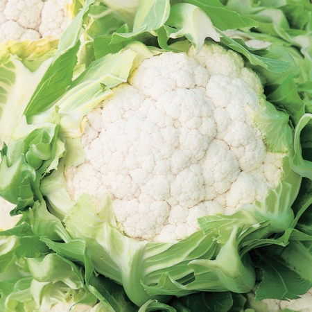 CAULIFLOWER CLOVIS F1