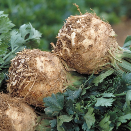 CELERIAC PRINZ
